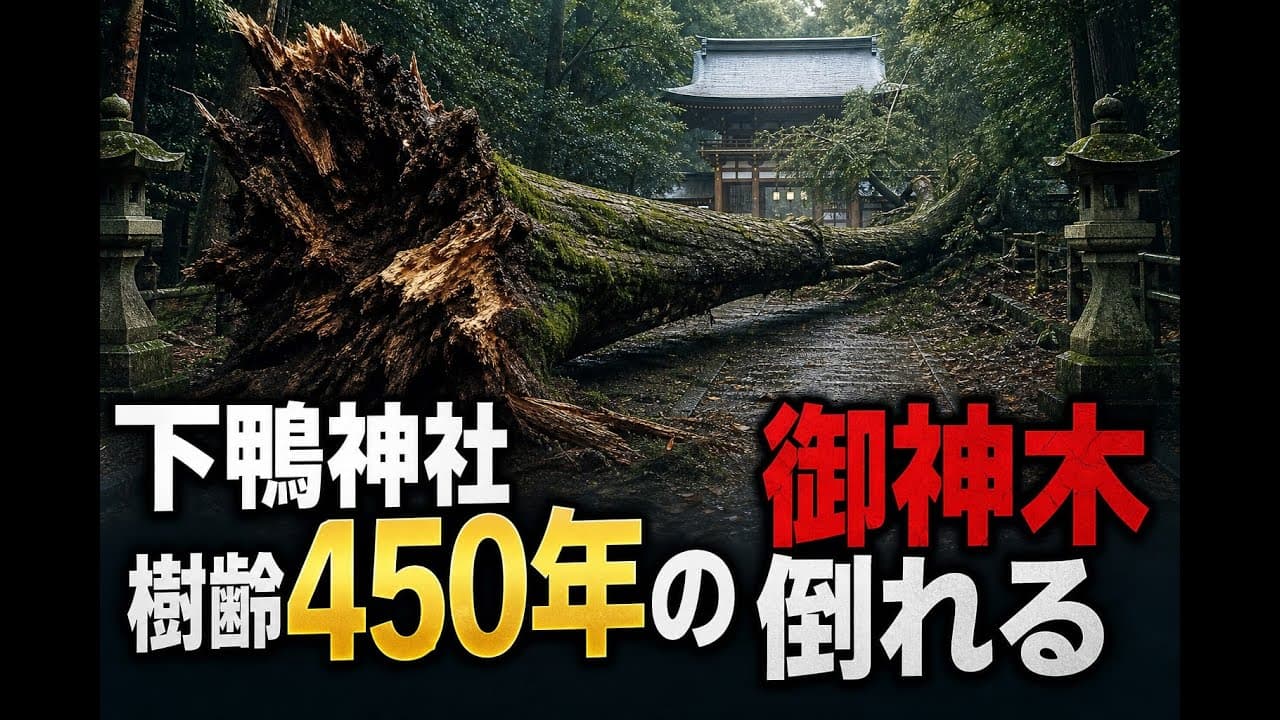 文化ニュース: 下鴨神社 樹齢450年の御神木倒れる
